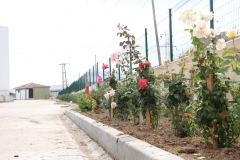 KosiKop_336_agaclandirma-peysaj
